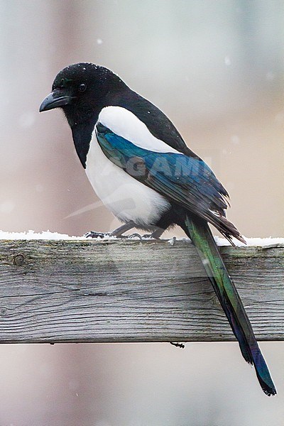 Eurasian Magpie (Pica pica) perched on garden fence during  snowfall stock-image by Agami/Menno van Duijn,