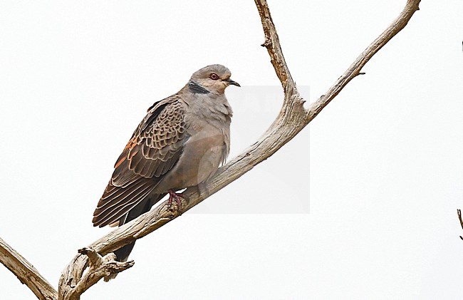Dusky Turtle Dove (Streptopelia lugens) is an African species but also found at the Asir Mountains at the Arabian Peninsula. stock-image by Agami/Eduard Sangster,