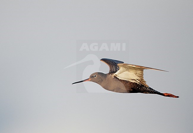 Volwassen Zwarte Ruiter in de vlucht; Adult Spotted Redshank in flight stock-image by Agami/Markus Varesvuo,