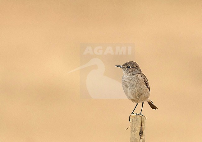Sickle-winged Chat, Emarginata sinuata, in South Africa. stock-image by Agami/Pete Morris,