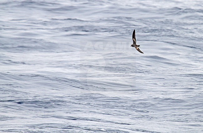 Tristram's storm petrel (Oceanodroma tristrami) in flight over the northern pacific ocean south of Japan. stock-image by Agami/Pete Morris,