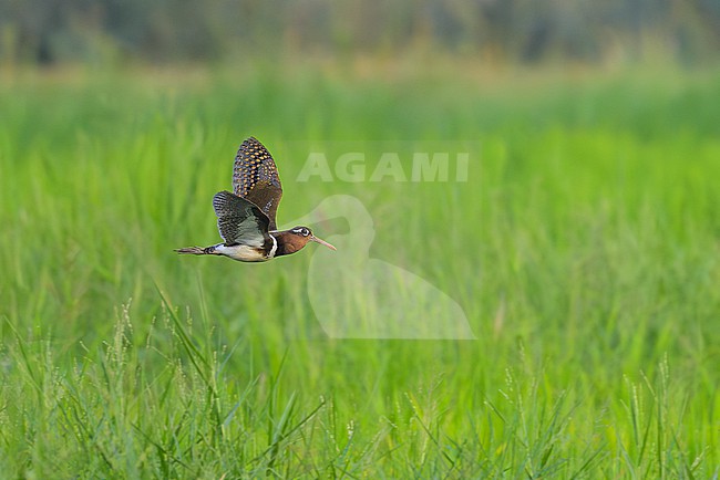 Adult female Greater Painted Snipe (Rostratula benghalensis) in flight in Thailand. stock-image by Agami/Sylvain Reyt,