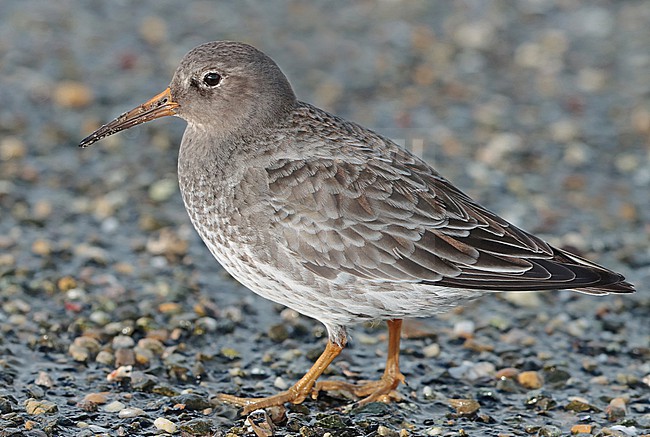 Purple Sandpiper (Calidris maritima), adult in winter plumage standing, seen from the side. stock-image by Agami/Fred Visscher,