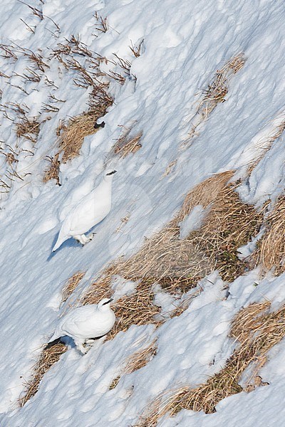 Rock Ptarmigan, Lagopus muta helvetica standing on a steep grass slope in the mountains of Austria, adult male during winter. stock-image by Agami/Ralph Martin,