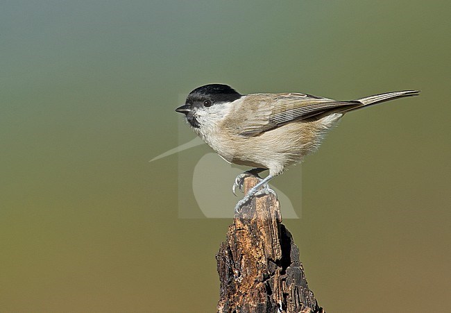 Marsh Tit, Poecile palustris palustris stock-image by Agami/Alain Ghignone,