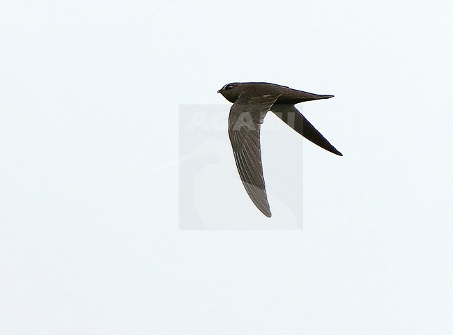 White-chested Swift (Cypseloides lemosi) in Northern Peru. Rare and poorly known. A fairly small swift, all black with variable white patch on chest. stock-image by Agami/Dani Lopez-Velasco,