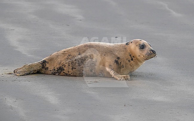 Young female Grey Seal (Halichoerus grypus) linger on a beach in Voorhaven of Zeebrugge, West Flanders, Belgium. stock-image by Agami/Vincent Legrand,