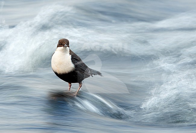 Dipper (Cinclus cinclus) Kuusamo, Finland January 2018 stock-image by Agami/Markus Varesvuo,