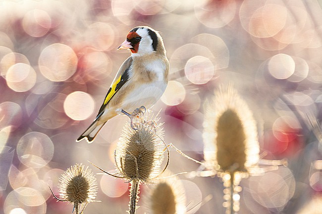 Eurasian Goldfinch (Carduelis carduelis) in Italy. stock-image by Agami/Daniele Occhiato,