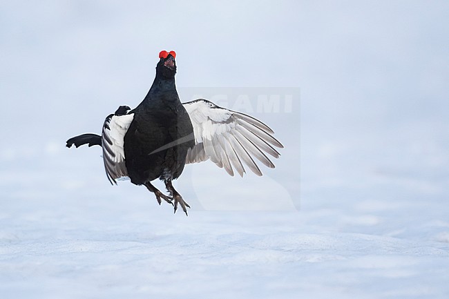 Adult male Black Grouse (Lyrurus tetrix tetrix) at a lek in Germany during early spring with lots of snow. Jumping during courtship. stock-image by Agami/Ralph Martin,
