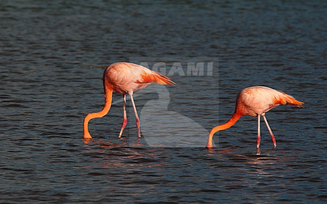 Foeragerende Rode Flamingo, American Flamingo foraging stock-image by Agami/Roy de Haas,