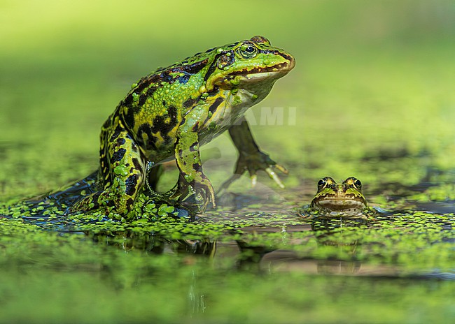 Green frog unknown, (Pelophylax spec.), two in a pond, one jumping on the other stock-image by Agami/Lennart Verheuvel,