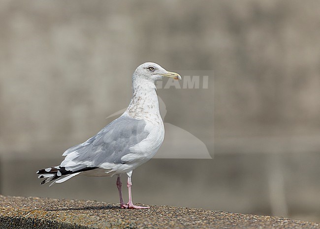 Adult Vega Gull (Larus vegae) during early spring in Japan. stock-image by Agami/Marc Guyt,