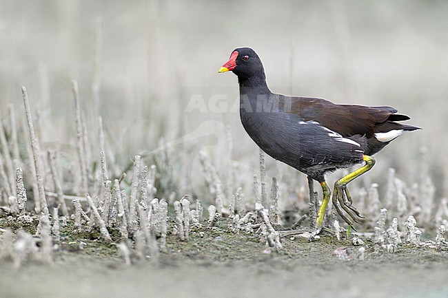 Adult Common Moorhen, Gallinula chloropus, in Italy. stock-image by Agami/Daniele Occhiato,