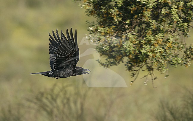 Northern Raven (Corvus corax hispanus) in flight at Extremadura, Spain stock-image by Agami/Helge Sorensen,
