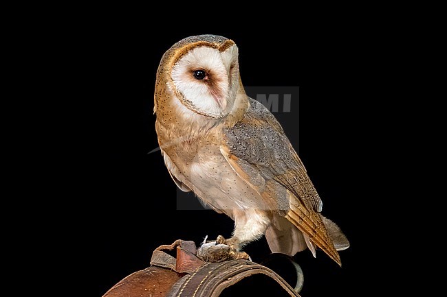 Barn Owl perched in the night stock-image by Agami/Hans Germeraad,