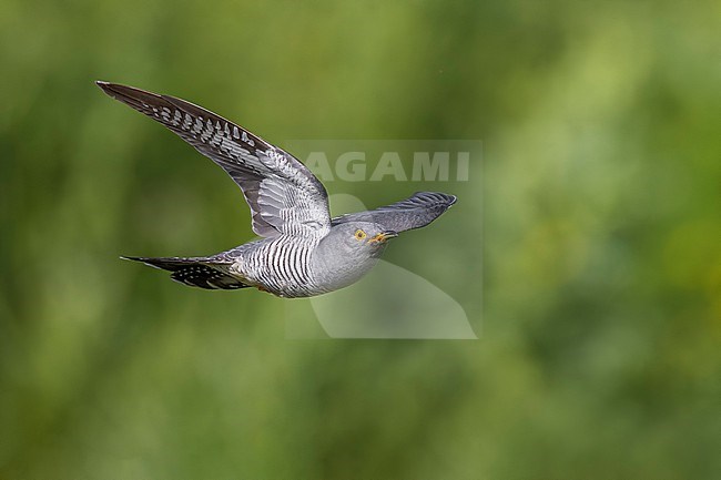 Common Cuckoo (Cuculus canorus) in Italy. stock-image by Agami/Daniele Occhiato,