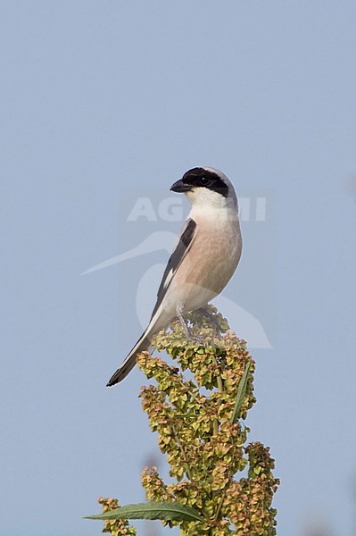 Lesser Grey Shrike, Bulgaria May stock-image by Agami/Tomi Muukkonen,