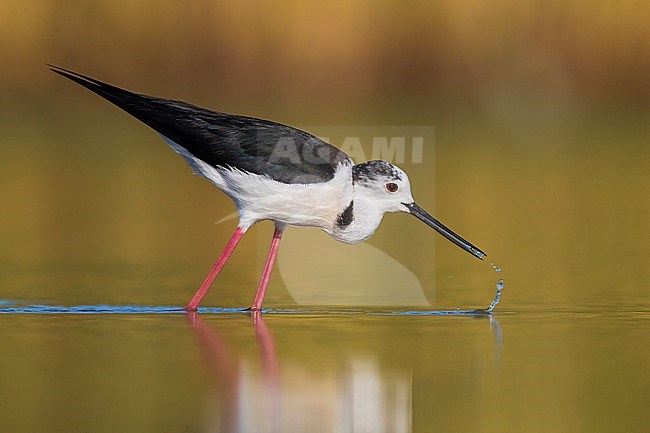 Adult Black-winged Stilt (Himantopus himantopus) foraging in shallow water in Italy. stock-image by Agami/Daniele Occhiato,