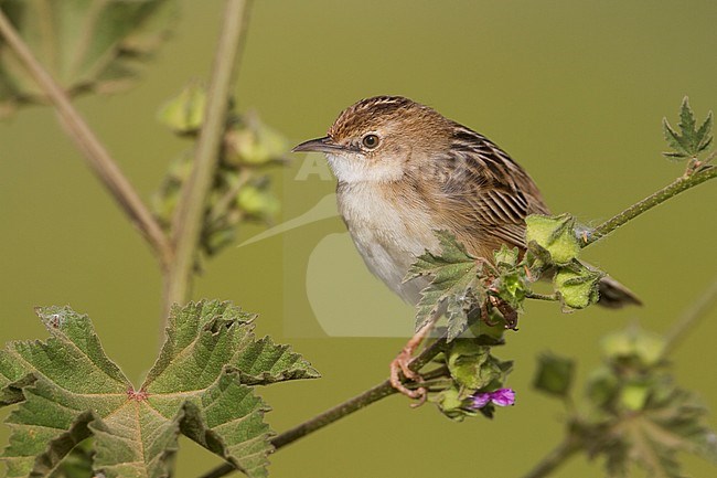 Zitting Cisticola - Zistensänger - Cisticola juncidis ssp. cisticola, Morocco stock-image by Agami/Ralph Martin,