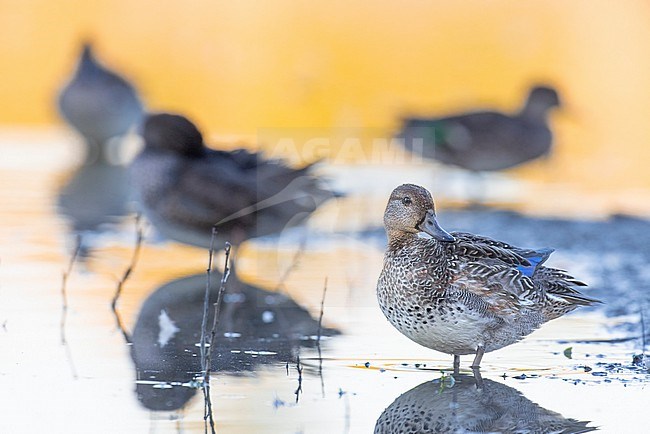 Eurasian Teal (Anas crecca) in Italy. stock-image by Agami/Daniele Occhiato,