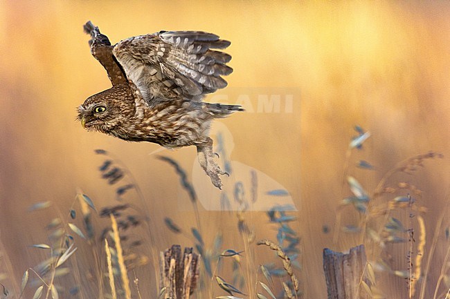 Little Owl (Athene noctua) in Italy. In flight. stock-image by Agami/Daniele Occhiato,