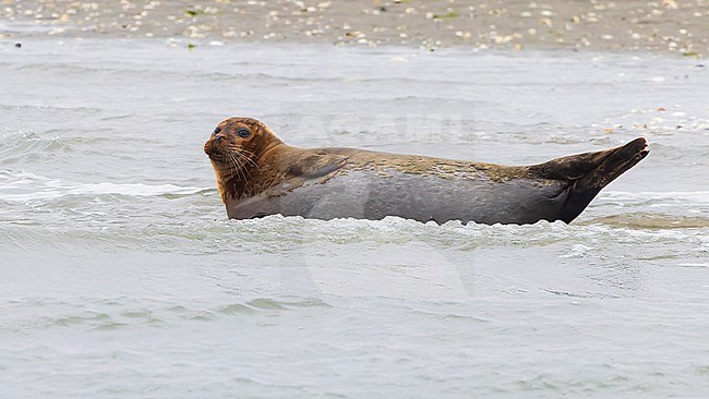 Reddish and grey-coloured Harbour Seal (Phoca vitulina) lying in surf. stock-image by Agami/Lennart Verheuvel,