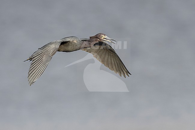 Little Blue Heron (Egretta caerulea) in Florida USA. stock-image by Agami/Marcel Burkhardt,
