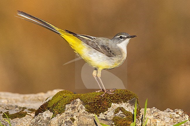 Grey Wagtail (Motacilla cinerea),  side view of an adult in winter plumage, Campania, Italy stock-image by Agami/Saverio Gatto,