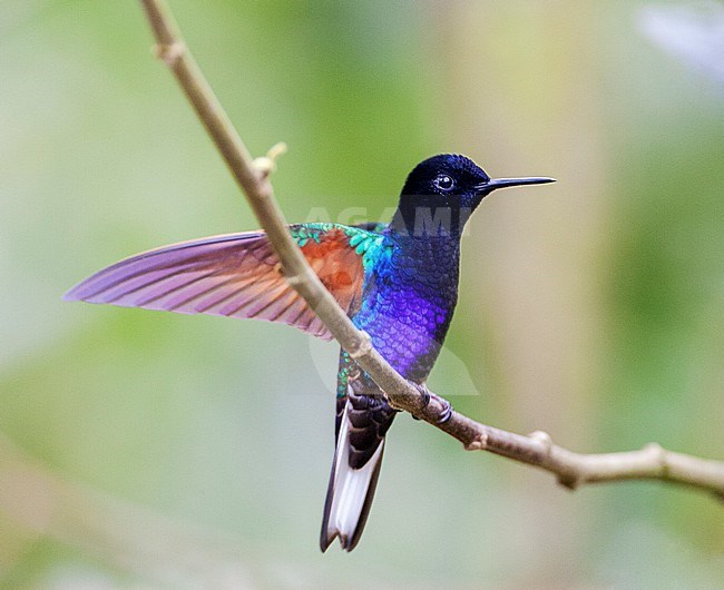 Velvet-purple Coronet, Boissonneaua jardini, in subtropical upper mountani rain forest in Ecuador. stock-image by Agami/Marc Guyt,