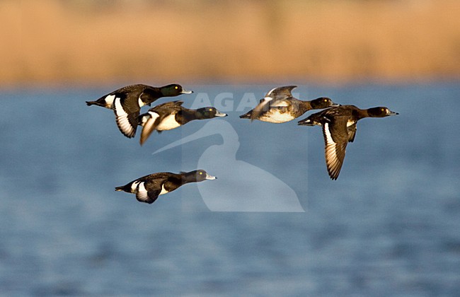 manual updated stock-image by Agami/Marc Guyt,