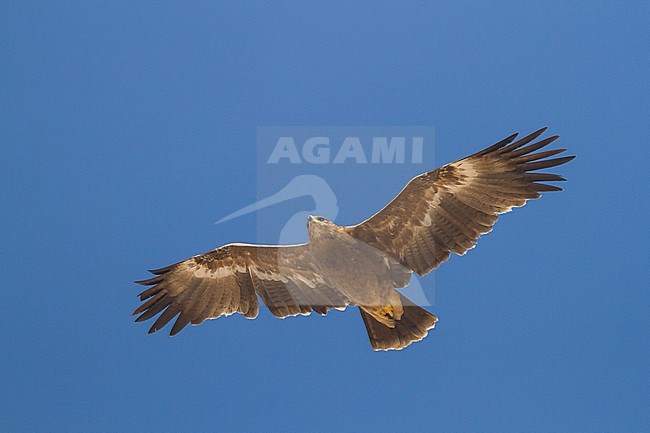 Steppe Eagle - Steppenadler - Aquila nipalensis, Oman, 3rd cy stock-image by Agami/Ralph Martin,