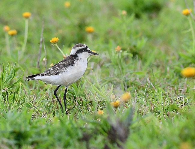 Saint Helena plover (Charadrius sanctaehelenae) an island endemic from Saint Helena in the mid-Atlantic ocean stock-image by Agami/Laurens Steijn,