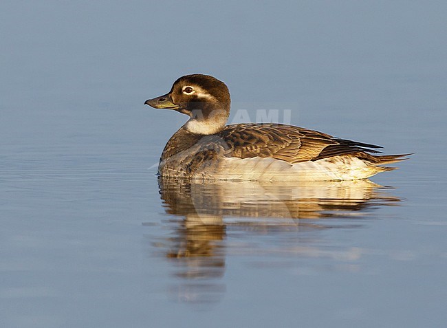 Adult female Long-tailed Duck off Seward Peninsula, Alaska, USA. stock-image by Agami/Brian E Small,