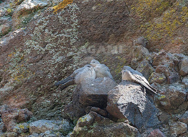 Trio of juvenile Eurasian Crag Martins (Ptyonoprogne rupestris) perched on a cliff face on Lesvos, Greece. stock-image by Agami/Marc Guyt,
