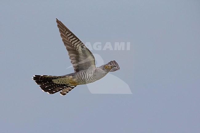 Koekoek vliegend; Common Cuckoo flying stock-image by Agami/Daniele Occhiato,