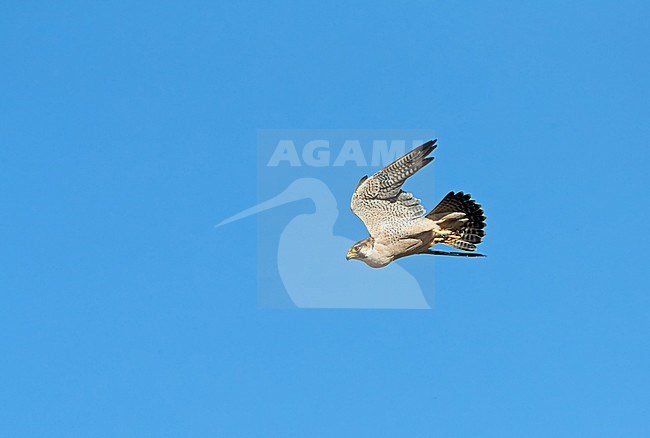 Barbary falcon, Falco pelegrinoides, in Oman. stock-image by Agami/Tomi Muukkonen,