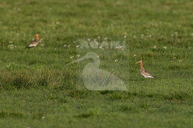A couple of black-tailed godwitt (Limosa limosa) on wet grassland stock-image by Agami/Mathias Putze,