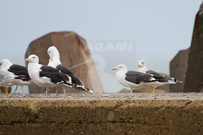 Lesser Black-backed Gull - Heringsmöwe - Larus fuscus, Germany, adult with Great Black-backed Gull stock-image by Agami/Ralph Martin,