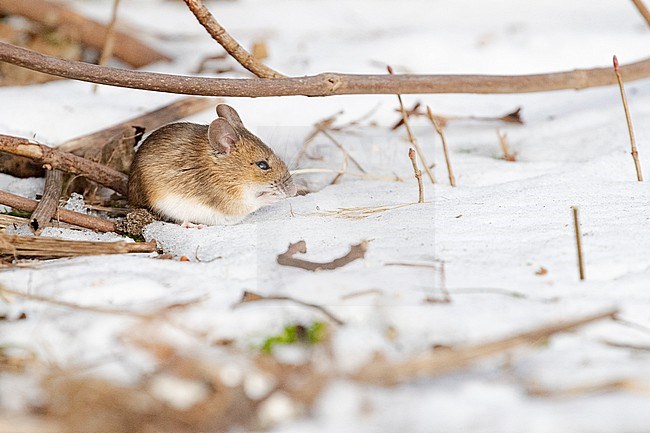 Wood Mouse (Apodemus sylvaticus) foraging in the snow in the Netherlands. stock-image by Agami/Arnold Meijer,