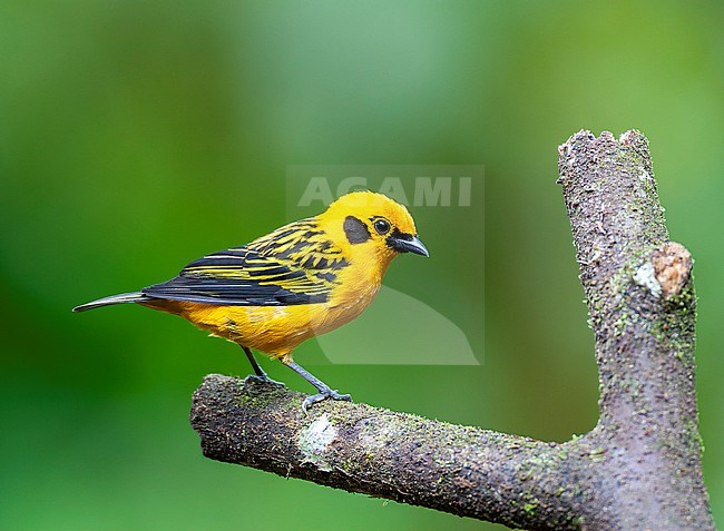 Golden Tanager (Tangara arthus goodsoni) at Milpe in subtropical western Ecuador. stock-image by Agami/Marc Guyt,