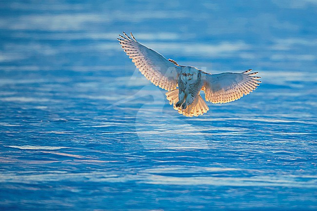 Jagende Sneeuwuil, Snowy Owl hunting stock-image by Agami/Jari Peltomäki,