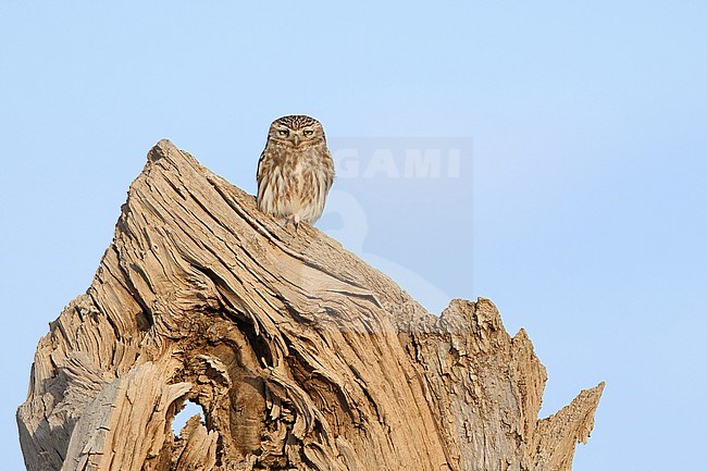 Little owl (Athene noctua) of the subspecies plumipes perching on a trunk in the Govi desert stock-image by Agami/Mathias Putze,