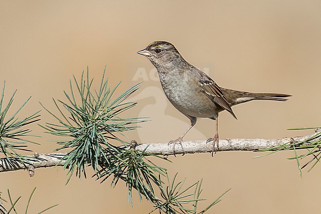 Adult non-breeding
Santa Barbara Co., CA
November 2022 stock-image by Agami/Brian E Small,