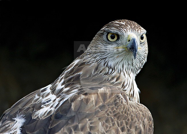 Bonelli’s Eagle (Aquila fasciata) adult male stock-image by Agami/Dick Forsman,