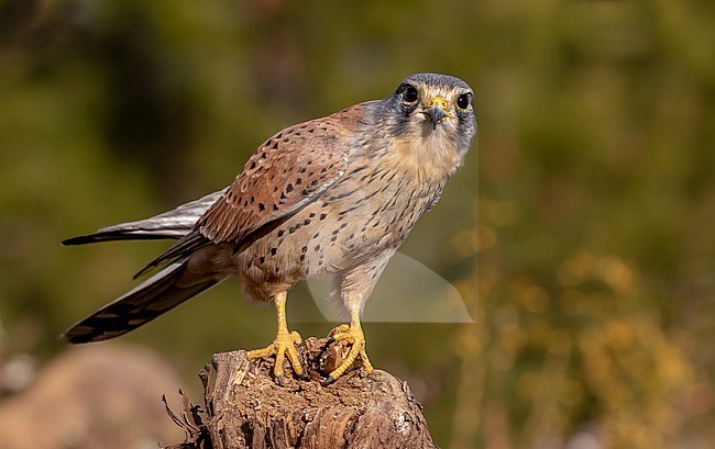 Eye contact with male kestrel in the hills of Valencia stock-image by Agami/Onno Wildschut,