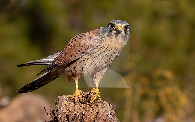 Eye contact with male kestrel in the hills of Valencia stock-image by Agami/Onno Wildschut,