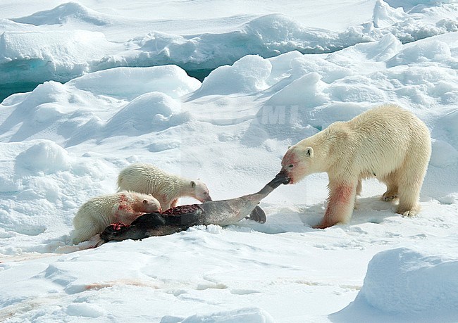 Polar Bear (Ursus maritimus) female with two young cubs at Spitsbergen, Norway. stock-image by Agami/Roy de Haas,