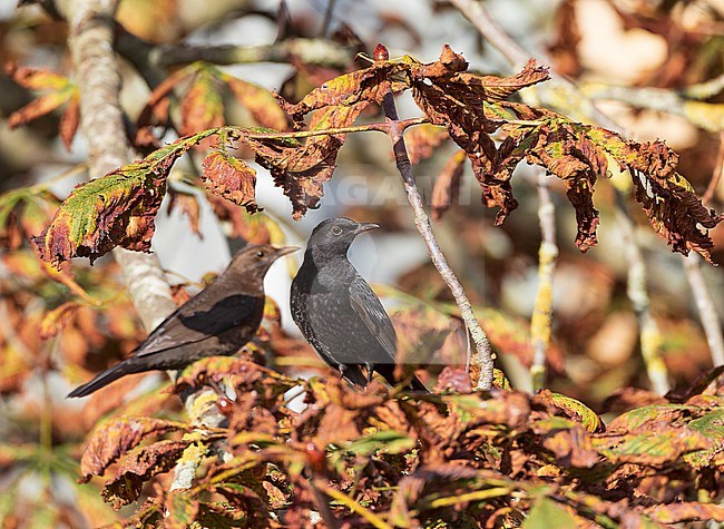 Male Common Blackbird, Turdus merula, during autumn migration on Vlieland in the Netherlands. Perched in a tree. stock-image by Agami/Marc Guyt,