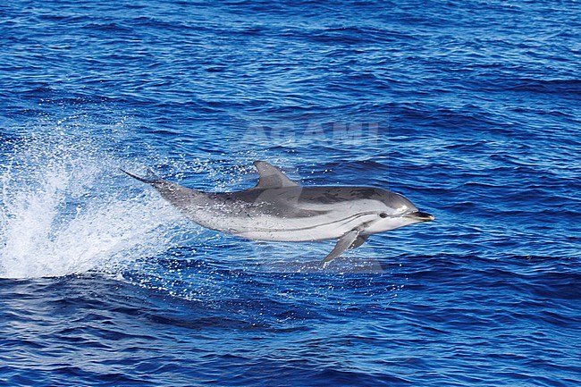 Striped Dolphin (Stenella coeruleoalba) taken the 02/08/2022 at Toulon - Franc.e. stock-image by Agami/Nicolas Bastide,